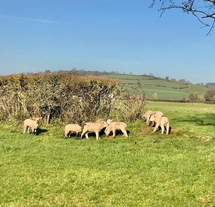 Rural Devon Retreat In Stunning Exe Valley. Exeter Esterno foto